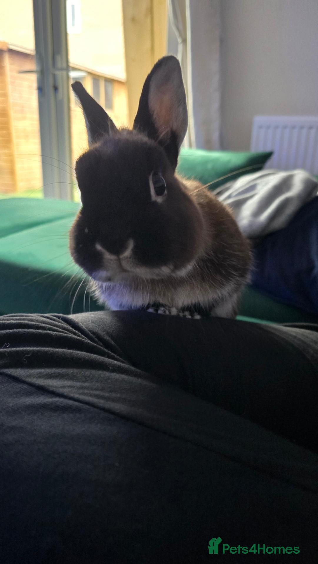 Netherland Dwarf rabbits Netherland Dwarf, 1 Yr Old - Advert 1