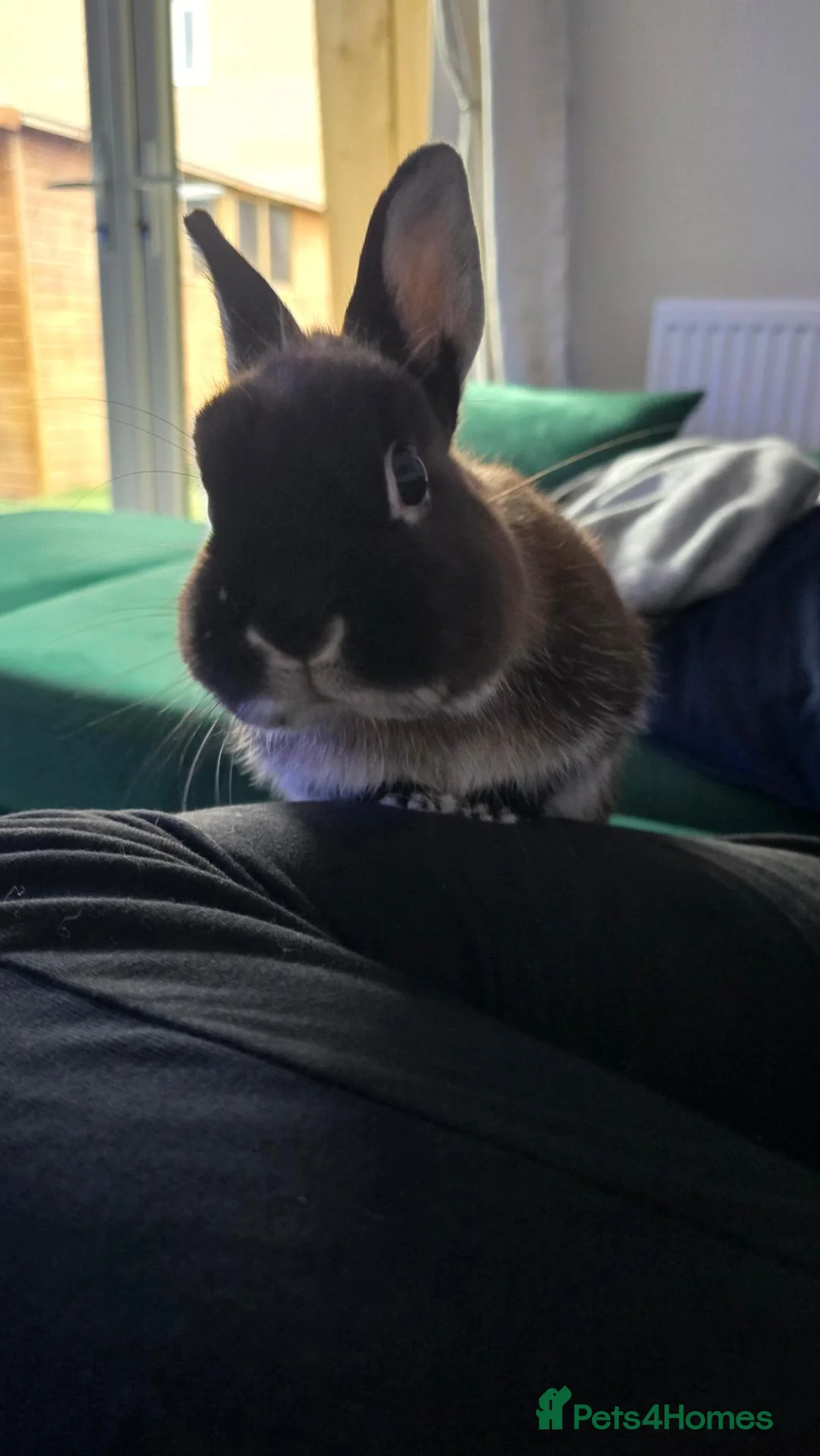 Netherland Dwarf rabbits for sale: Netherland Dwarf, 1 Yr Old - Advert 1