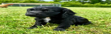 Cocker Spaniel Puppy 3