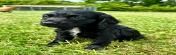Cocker Spaniel dogs for sale: Working cocker spaniel’s - Advert 2