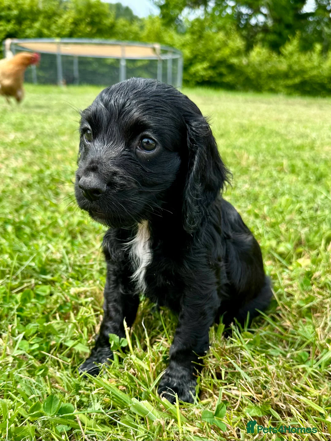 Cocker Spaniel dogs for sale: Working cocker spaniel’s - Advert 2