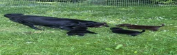 Flat coated Retriever dogs for sale: Gorgeous liver and black Flatcoat Retrievers - Advert 26
