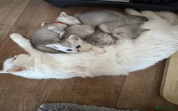 British Shorthair cats for sale: British shorthair x kittens for sale - Image 3