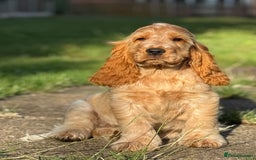 Cocker Spaniel dogs for sale: Last boy! Top quality show-type Cocker Spaniels! in Leicester - Image 3