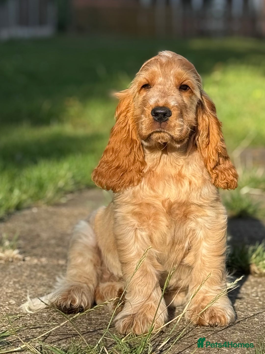 Cocker Spaniel dogs for sale: Last boy! Top quality show-type Cocker Spaniels! in Leicester - Image 3