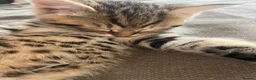Mixed Breed cats for sale: 5 beautiful kittens - Advert 1