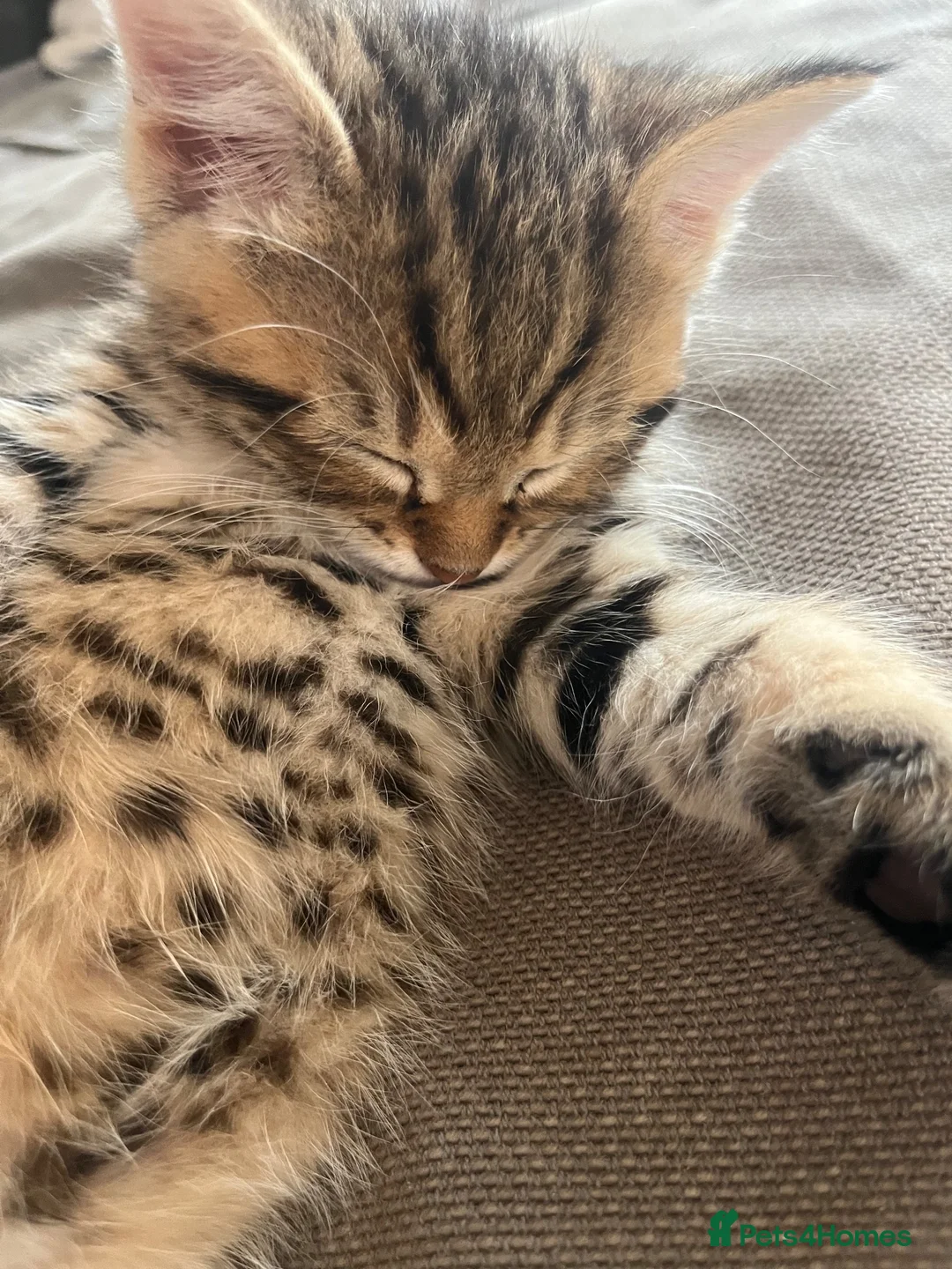 Mixed Breed cats for sale: 5 beautiful kittens - Advert 1