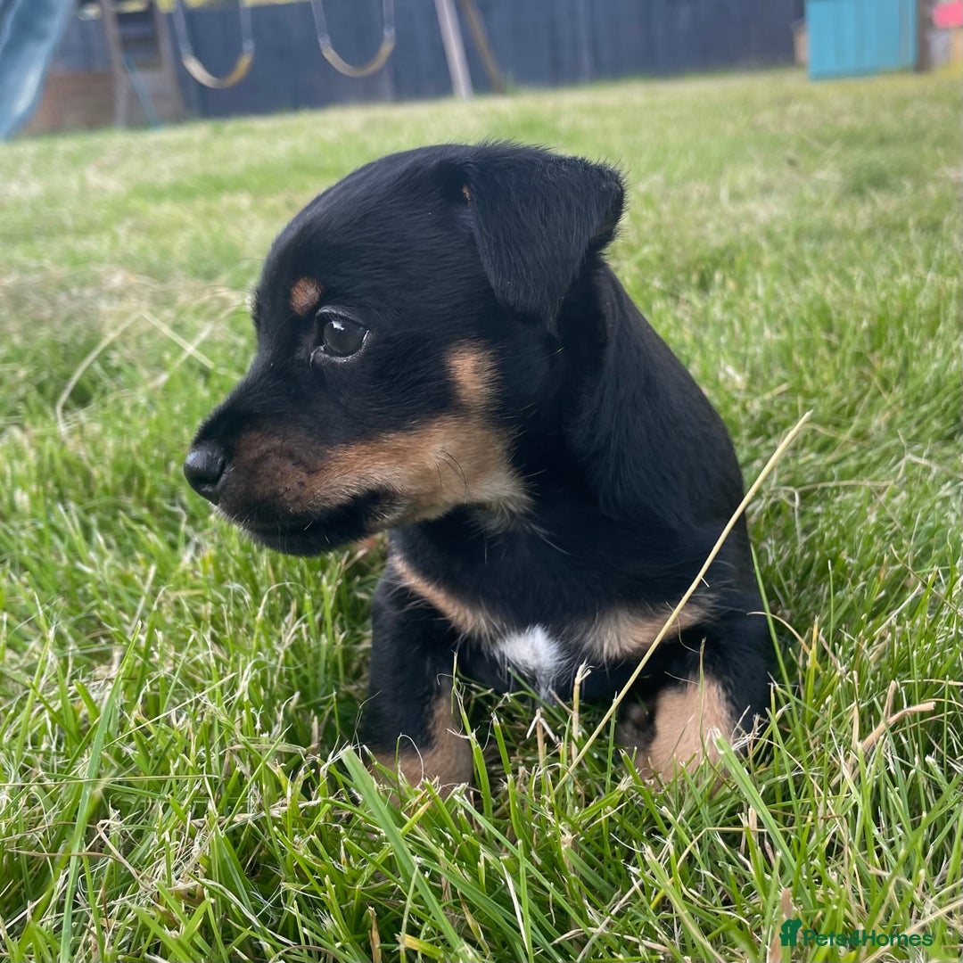 Jack Russell dogs for sale: Black & Tan Jack Russells (small strain) - Image 5