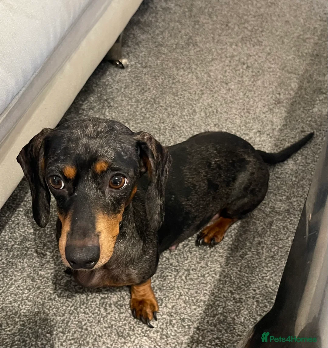 Dachshund dogs for sale: DAUCSHAUND PUPPIES in Brentwood - Advert 1