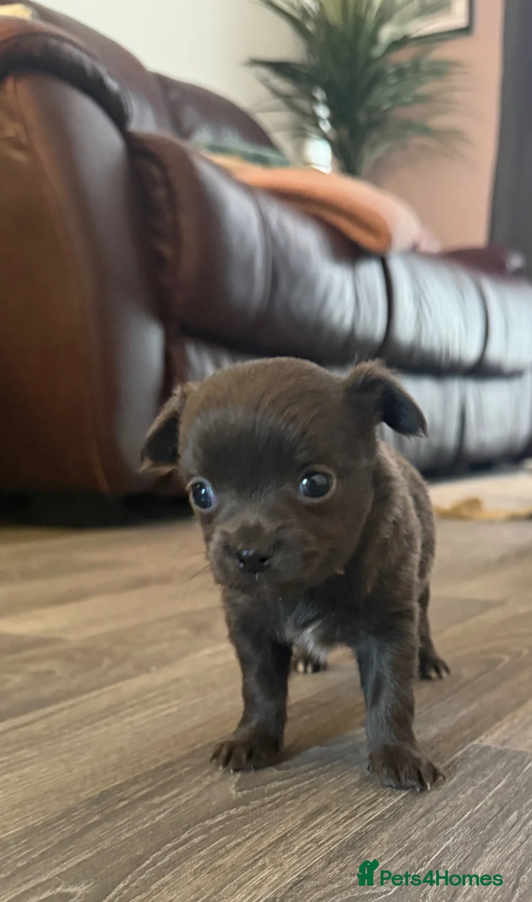 Chihuahua dogs for sale: Long haired Blue chihuahua boy - Advert 1