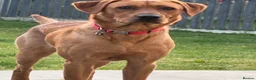 Labrador Retriever dogs for sale: Pedigree Labrador retriever fox red in Sheffield - Advert 1
