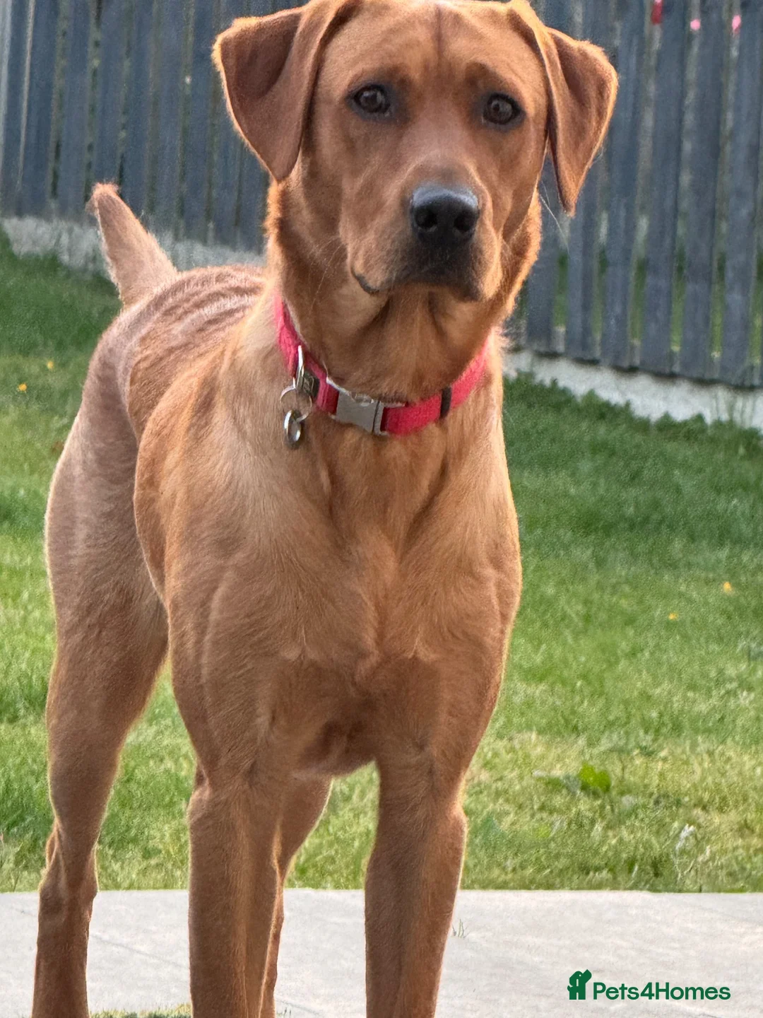 Labrador Retriever dogs for sale: Pedigree Labrador retriever fox red in Sheffield - Advert 1