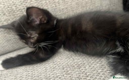 Mixed Breed cats for sale: 3 beautiful kittens looking for their forever home - Image 3