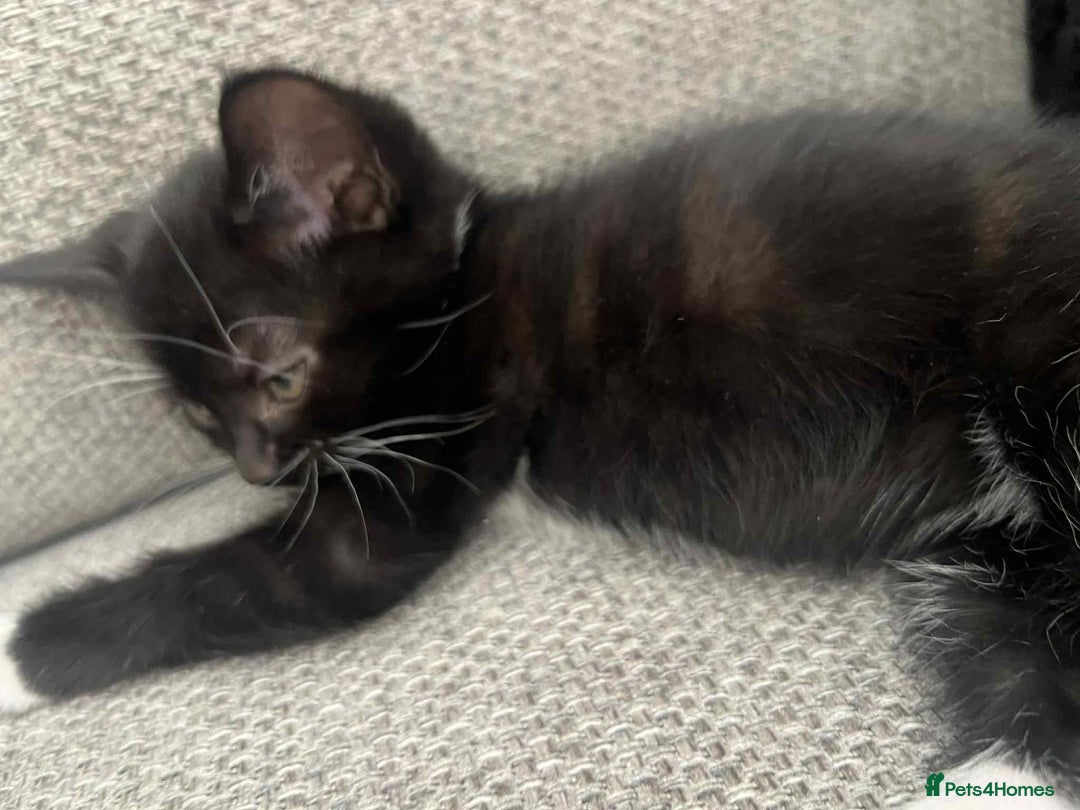Mixed Breed cats for sale: 3 beautiful kittens looking for their forever home - Image 3