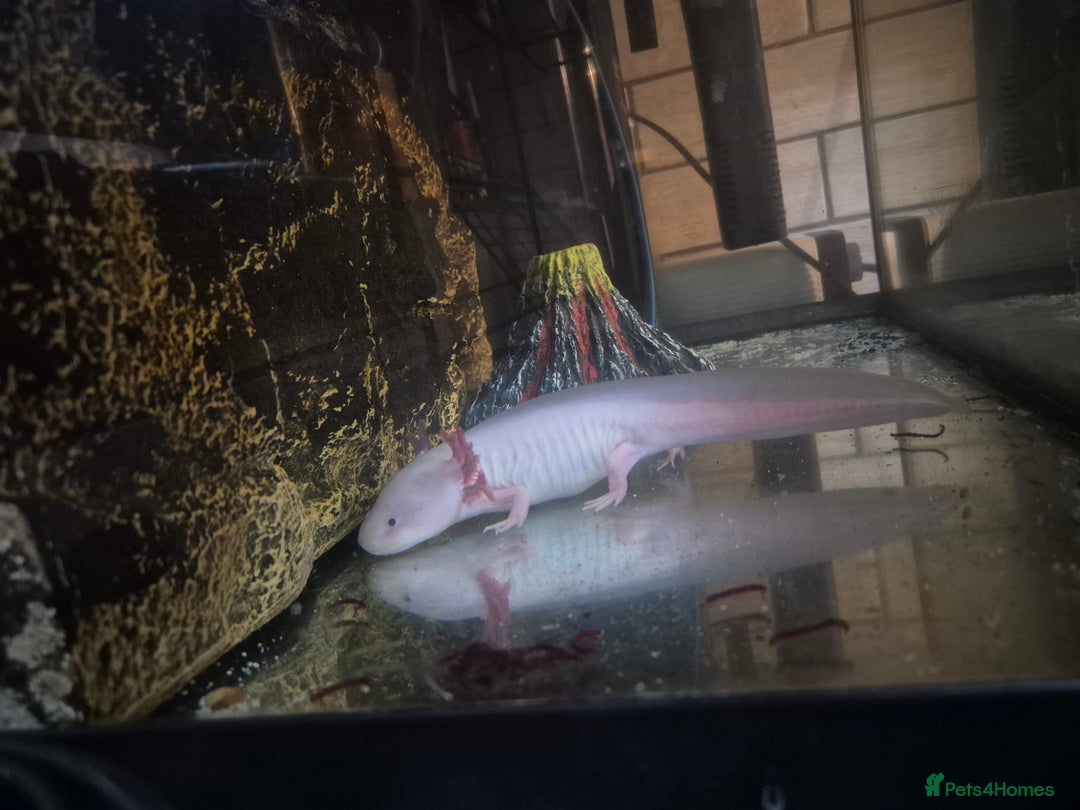 Axolotl reptiles for sale: 2yr old Female Axolotl - Image 4