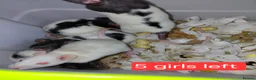 Rat rodents for sale: n 5 black with patch white belly and 5 girls left - Advert 7