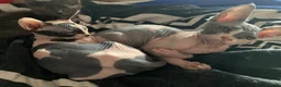 Sphynx cats for sale: Two gorgeous Sphynx kittens  in Sheffield - Advert 7