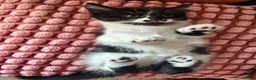 Mixed Breed cats for sale: Kittens - Advert 8