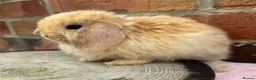 Mini Lop rabbits for sale: Pedigreed pure bred mini lops  - Advert 14