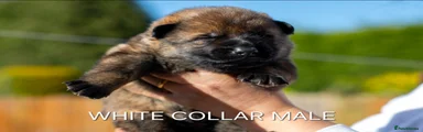 White collar male puppy