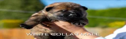 German Shepherd dogs for sale: ** Elite Working GSDs – KC Reg, Health Tested ** - Advert 2