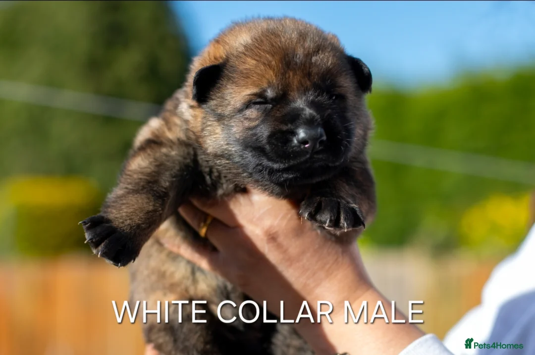German Shepherd dogs for sale: ** Elite Working GSDs – KC Reg, Health Tested ** - Advert 2