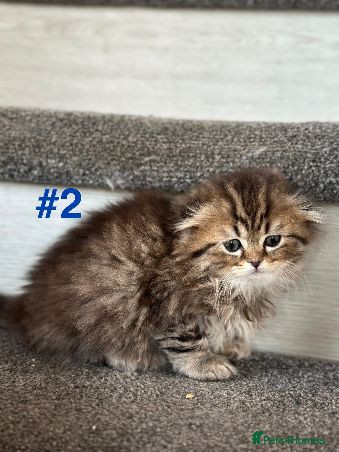 Scottish Fold cats for sale: Adorable Scottish Fold Kittens Ready for New Homes - Image 7