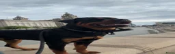 Rottweiler dogs for sale: 2 year old loving Rottweiler boy in Liverpool - Advert 2