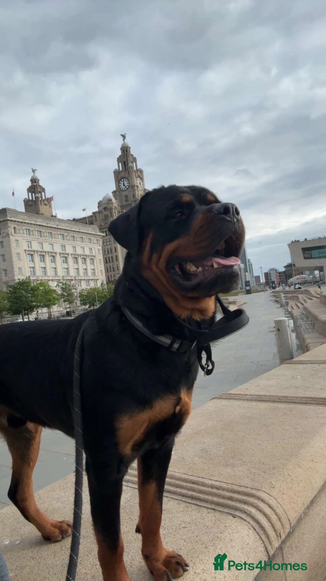 Rottweiler dogs for sale: 2 year old loving Rottweiler boy in Liverpool - Advert 2