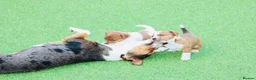 Jack Russell dogs for sale: *** 5 stunning puppies available *** - Advert 29