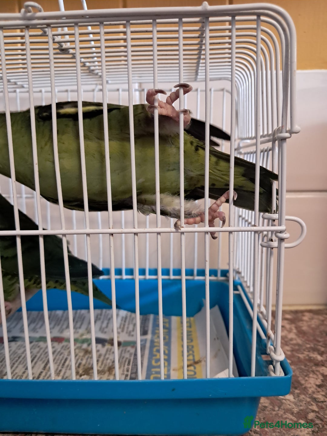 Parakeets birds for sale: LINEOLATED BABYS - Image 2