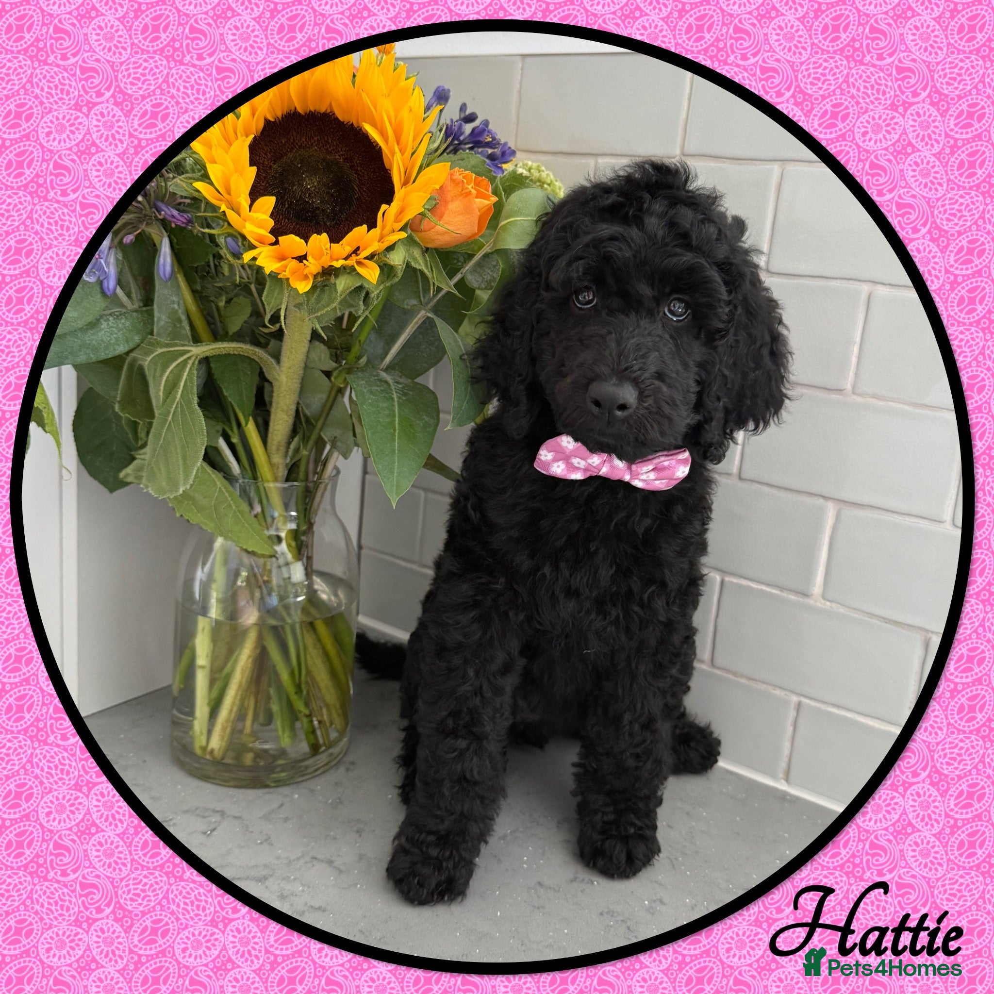 Labradoodle dogs 💐CAN STAY FOR HOLIDAYS💐RARE OPPORTUNITY💐 - Advert 2