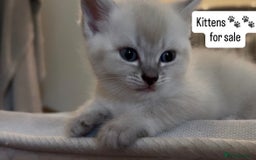 Siamese cats for sale: BEAUTIFUL LYNX POINT SIAMESE GIRL - Image 1