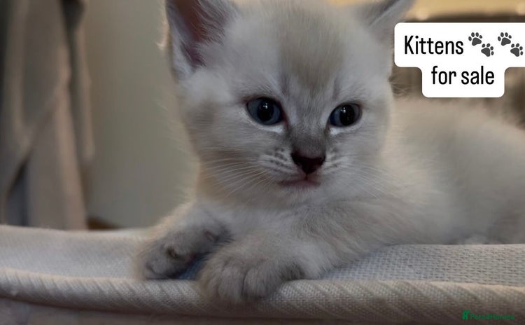 Siamese cats - Advert 1