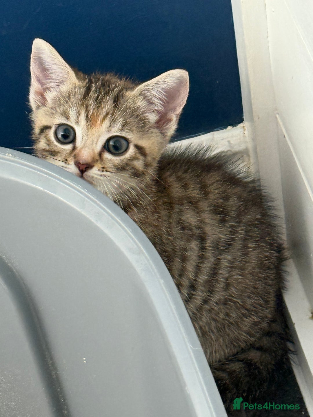 British Shorthair cats for sale: Golden tabby girl  - Image 12