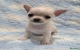 Chihuahua dogs for sale: Pedigree cream girls & blue boy Chihuahua puppies - Image 2