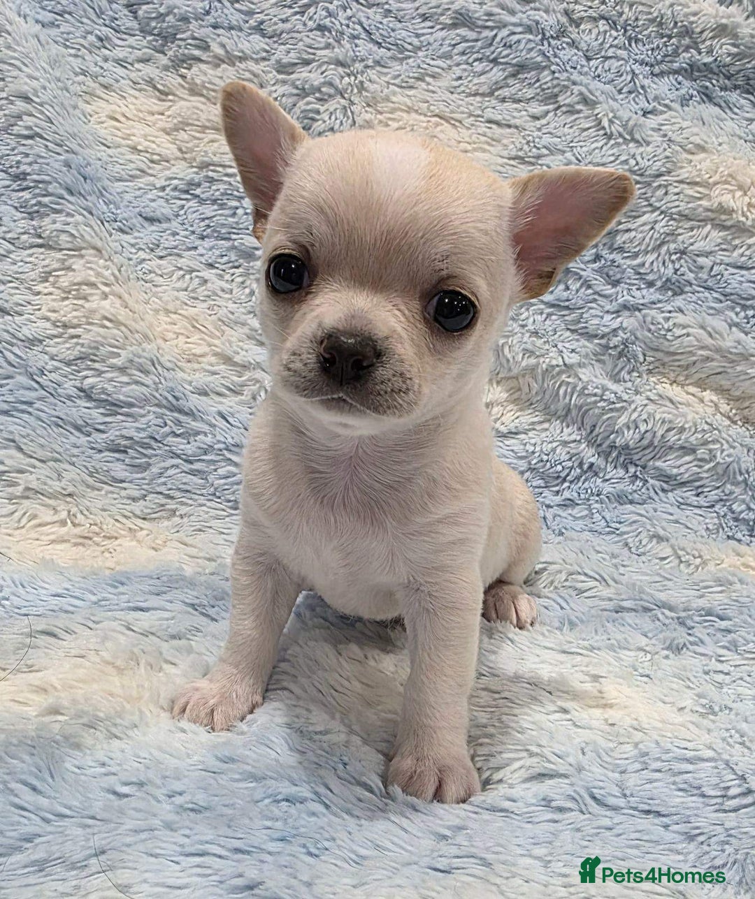 Chihuahua dogs for sale: Pedigree cream girls & blue boy Chihuahua puppies - Image 2