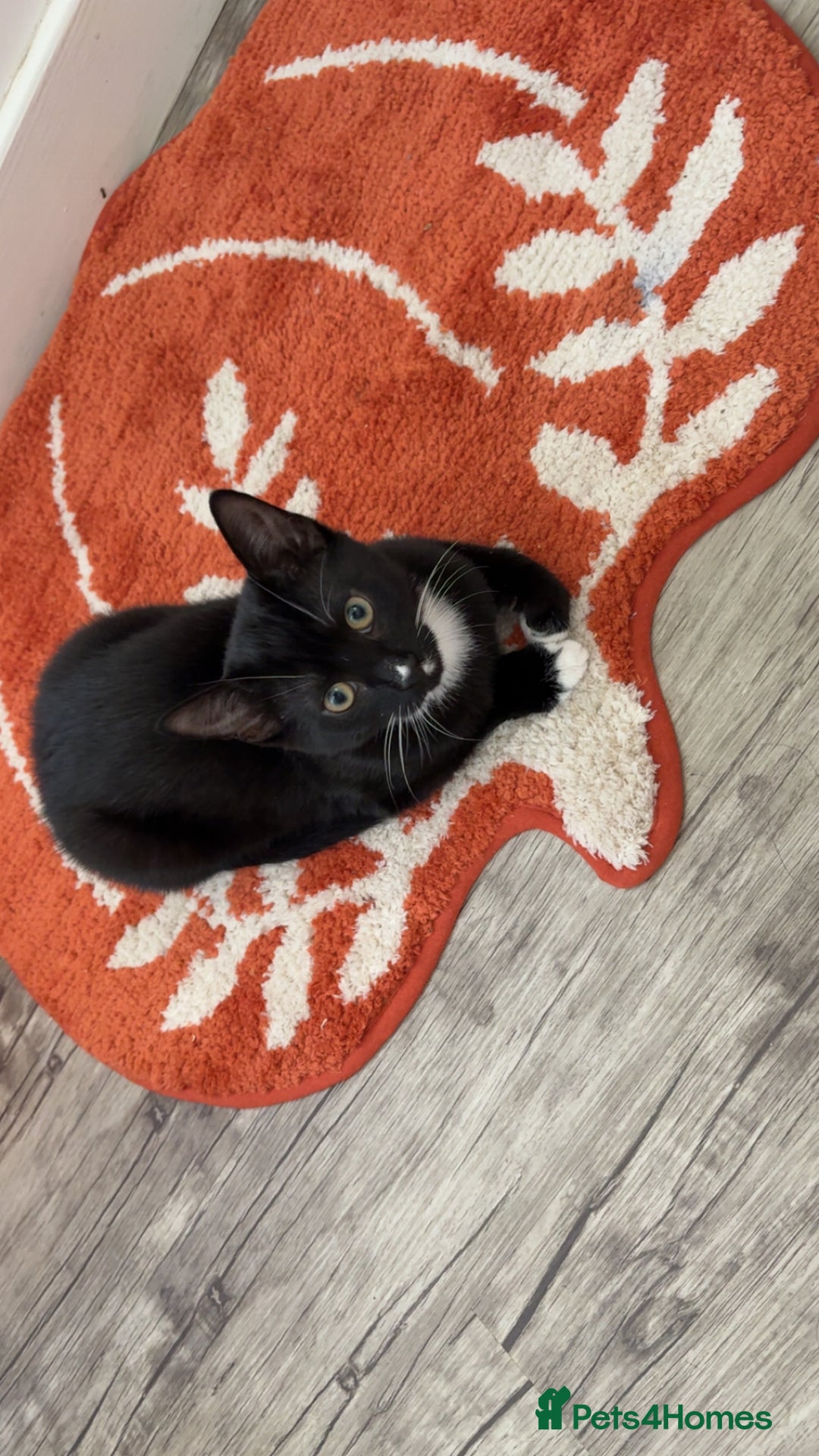 Mixed Breed cats for sale: 2 brother and sister cats  - Advert 4