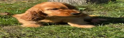 Cocker Spaniel dogs for sale: GOLD SHOWTYPE COCKER SPANIELS HEALTHTESTED PARENTS - Advert 3