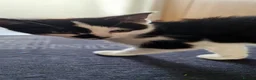 Mixed Breed cats for sale: Fluffy kittens looking for home - Advert 3