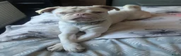 Pug dogs for sale: Pink pug in Stoke-on-Trent - Advert 1