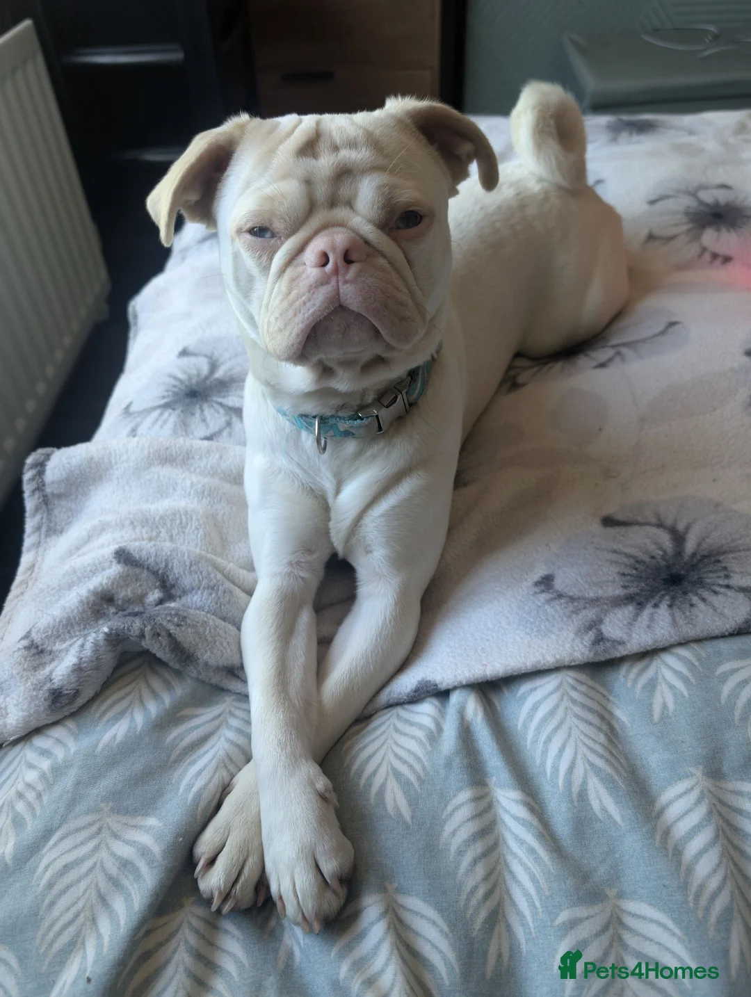 Pug dogs for sale: Pink pug in Stoke-on-Trent - Advert 1