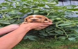 Cocker Spaniel dogs for sale: SUPERB SHOW TYPE COCKER SPANIEL PUPPIES  - Image 5