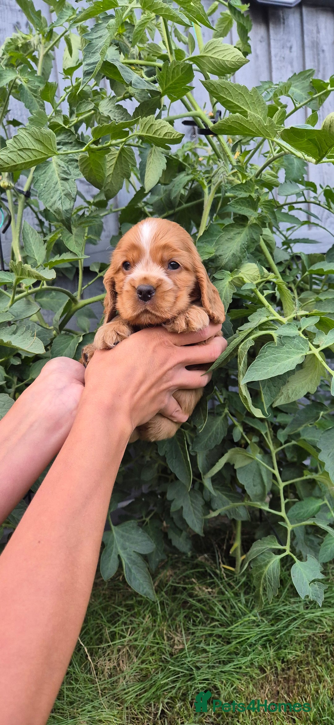 Cocker Spaniel dogs for sale: SUPERB SHOW TYPE COCKER SPANIEL PUPPIES  - Image 5