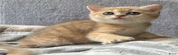 British Shorthair cats for sale: Adorable pure  golden British shorthair kittens - Advert 9