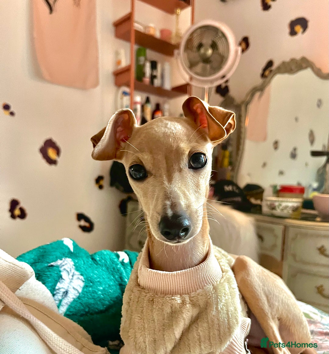 Italian Greyhound dogs for stud: Tiny stud with larger than life personality - Image 11