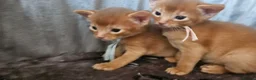 Abyssinian cats for sale: Abyssinian kittens for sale - Advert 3