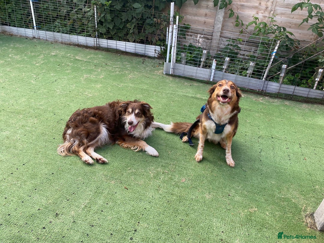 Border Collie dogs for sale: BorderCollie Pups: unique chocolate tri rough coat - Advert 24