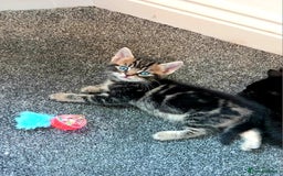 British Shorthair cats for sale: Stunning, Cheeky, Mischievous Kittens for Sale. - Image 1