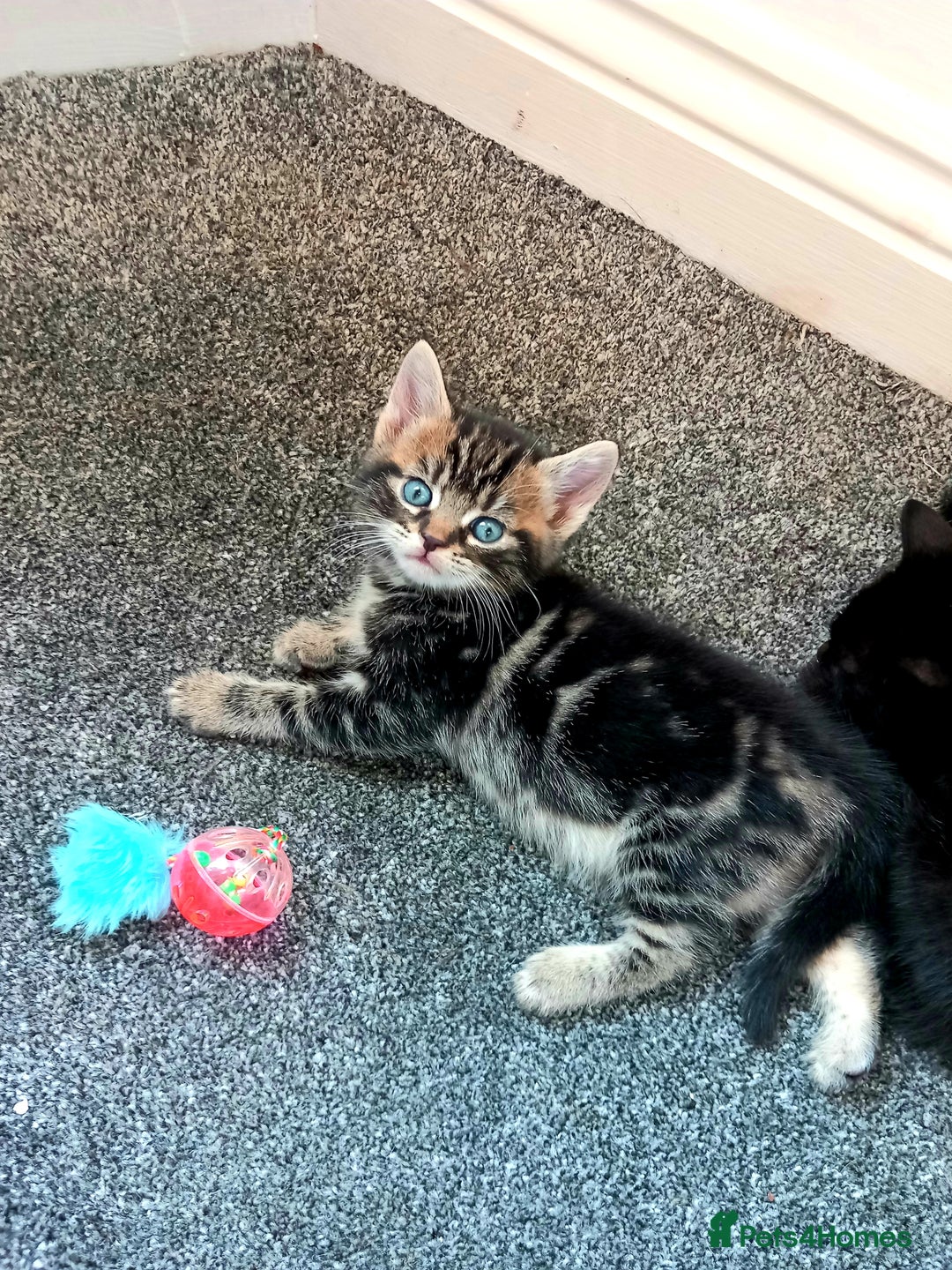 British Shorthair cats for sale: Stunning, Cheeky, Mischievous Kittens for Sale. - Image 1